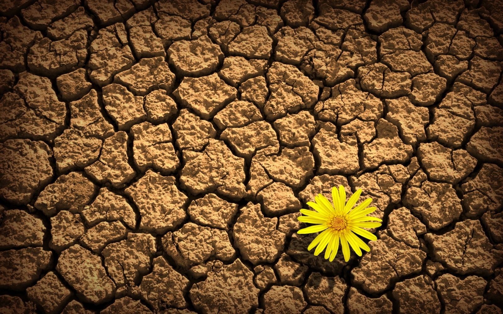 Product image for Develop your resilience: control stress and anxiety