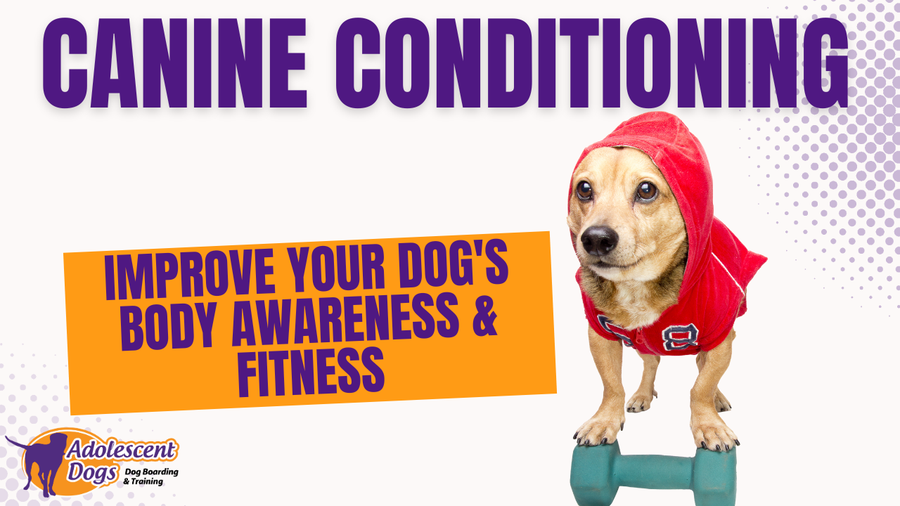 Target touch pad | Adolescent Dogs Online Academy