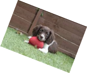 Product image for Puppy Information