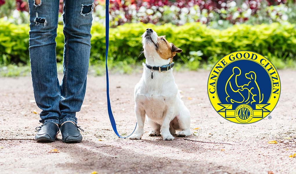 Product image for Canine Good Citizen Course