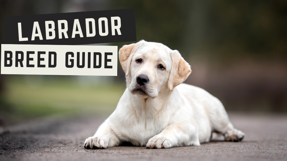 Labrador Breed Guide | Will Atherton Canine Academy