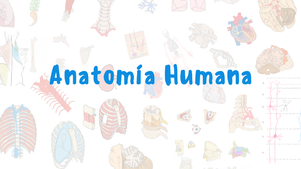 Product image for Anatomía