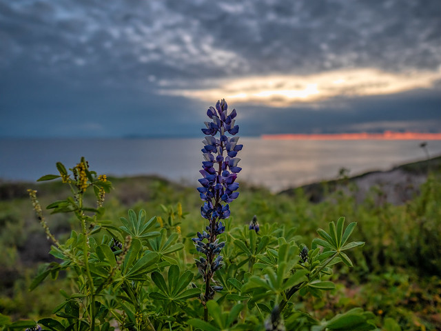 Lupine on Mountain