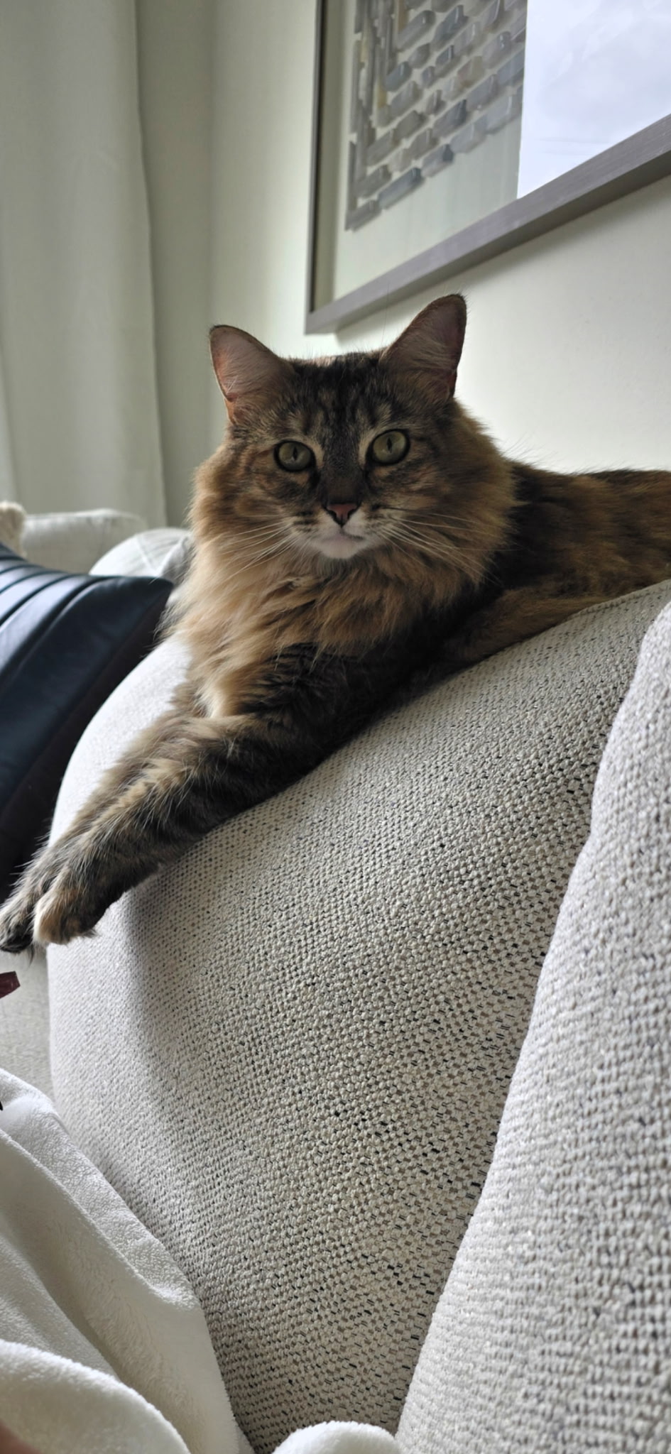 Resident Cat: Theia