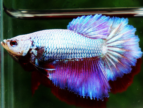 Product image for Betta Basics