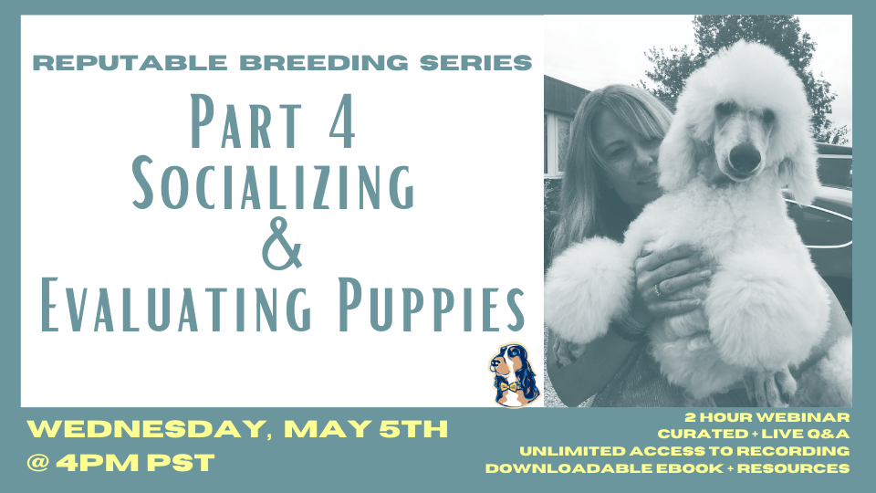 Reputable Breeding Series - Part 4: Socializing and Evaluating Puppies