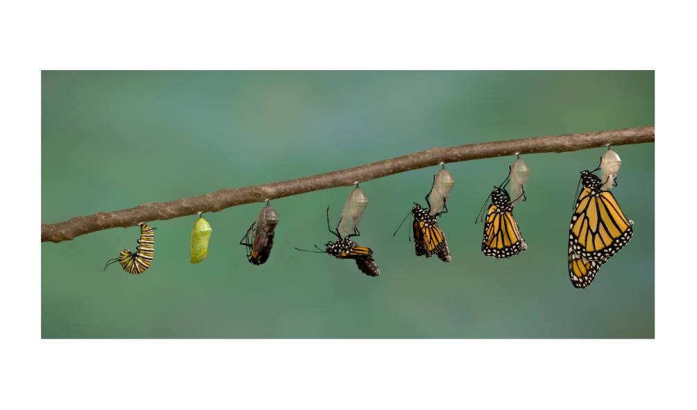 Product image for MONARCH