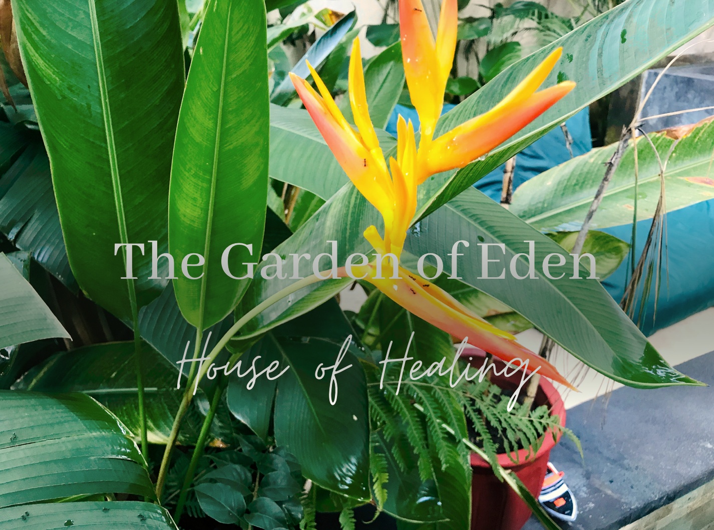 The Garden of Eden Life Coaching