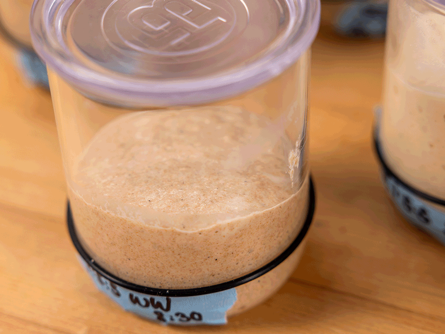 Sourdough starter ratios and flour types