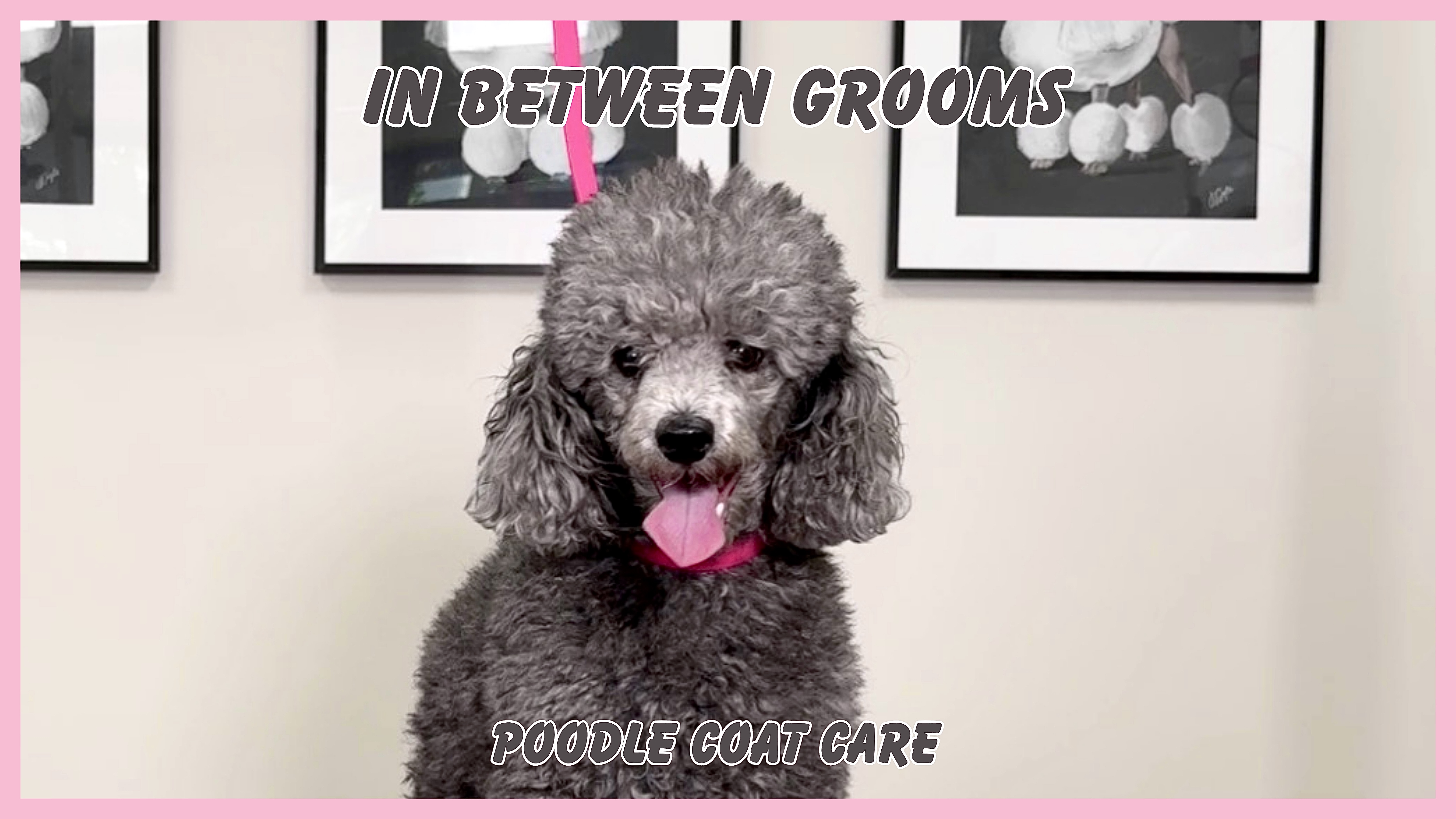 Product image for In Between Grooms: Poodle Coat Care