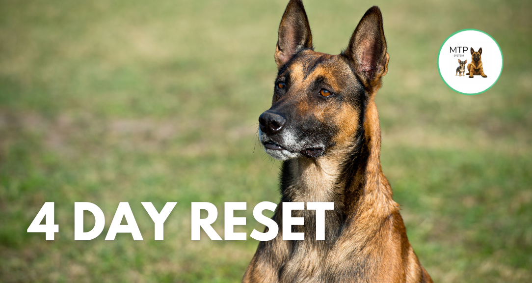 Product image for 4 day reset for dog owners