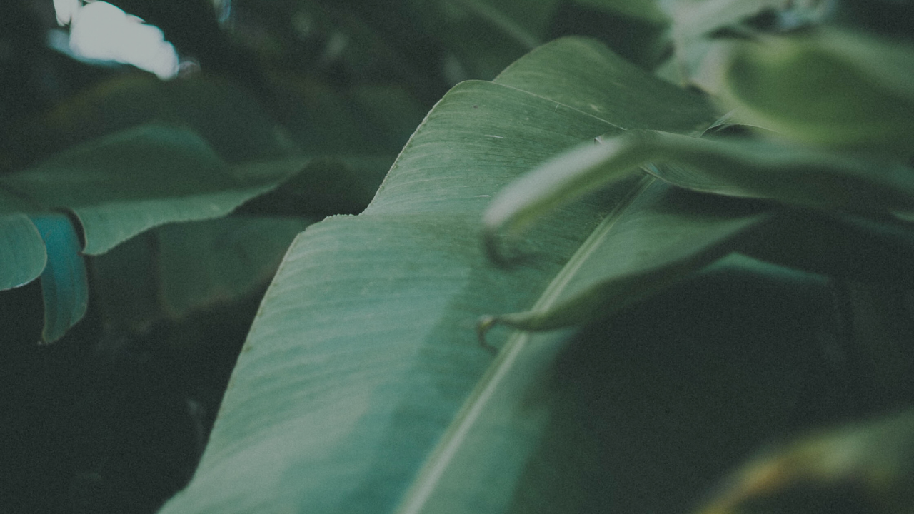 Product image for Sanctuary