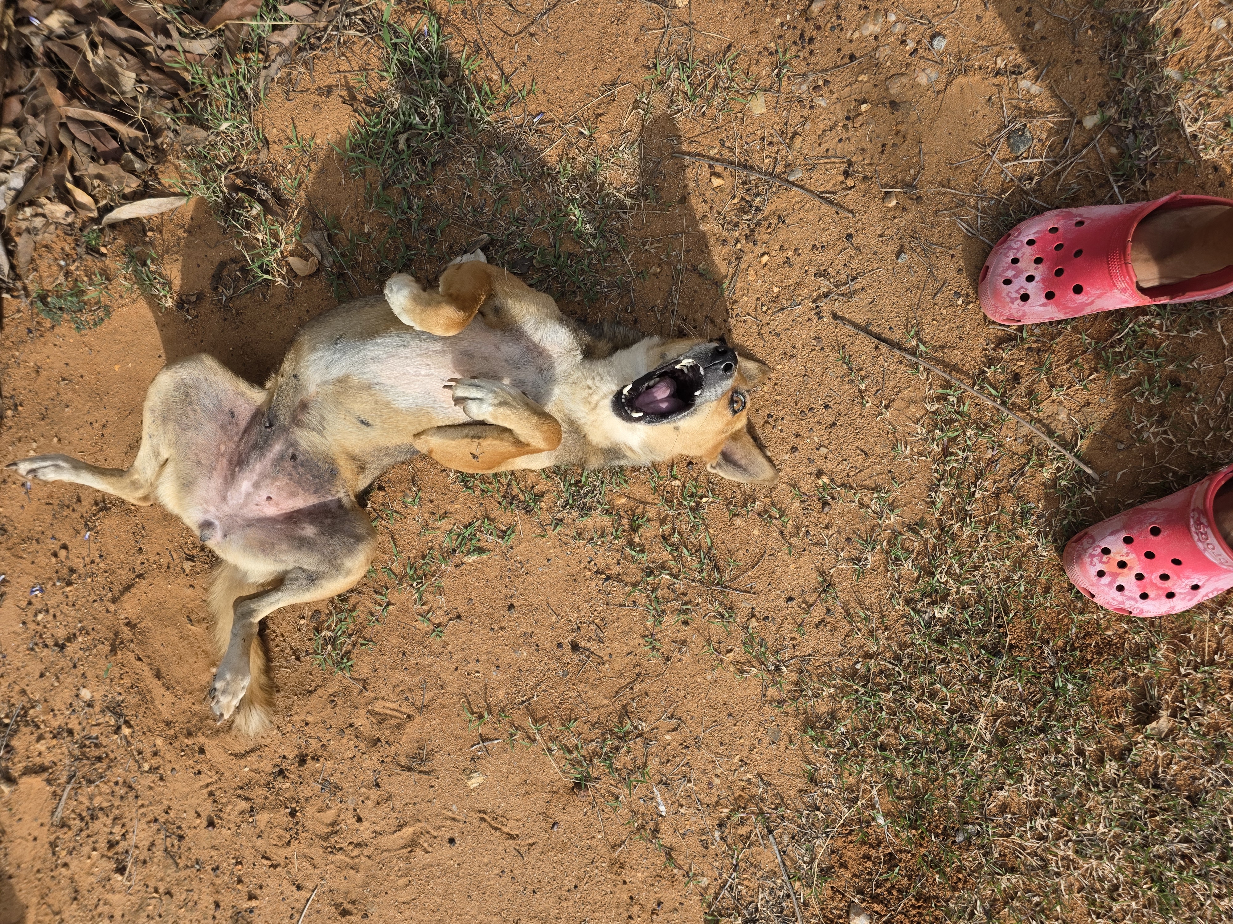 A free-living dog rolling on her back in the dirt, beside the feet of a woman in pink clogs