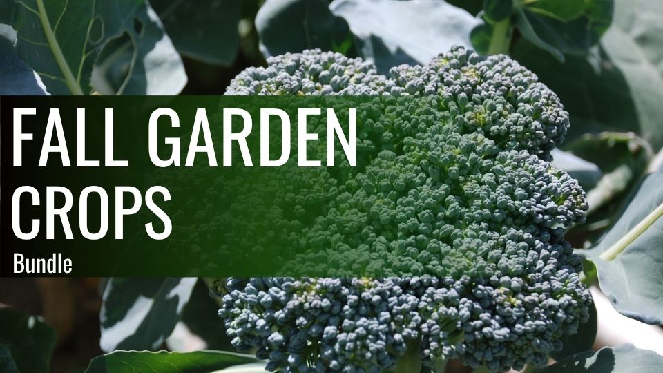 Product image for Fall Garden Crop Bundle