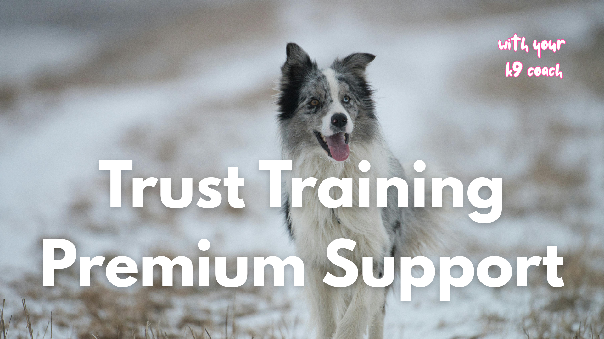 Product image for Trust Training: 121 Video Analysis Coaching