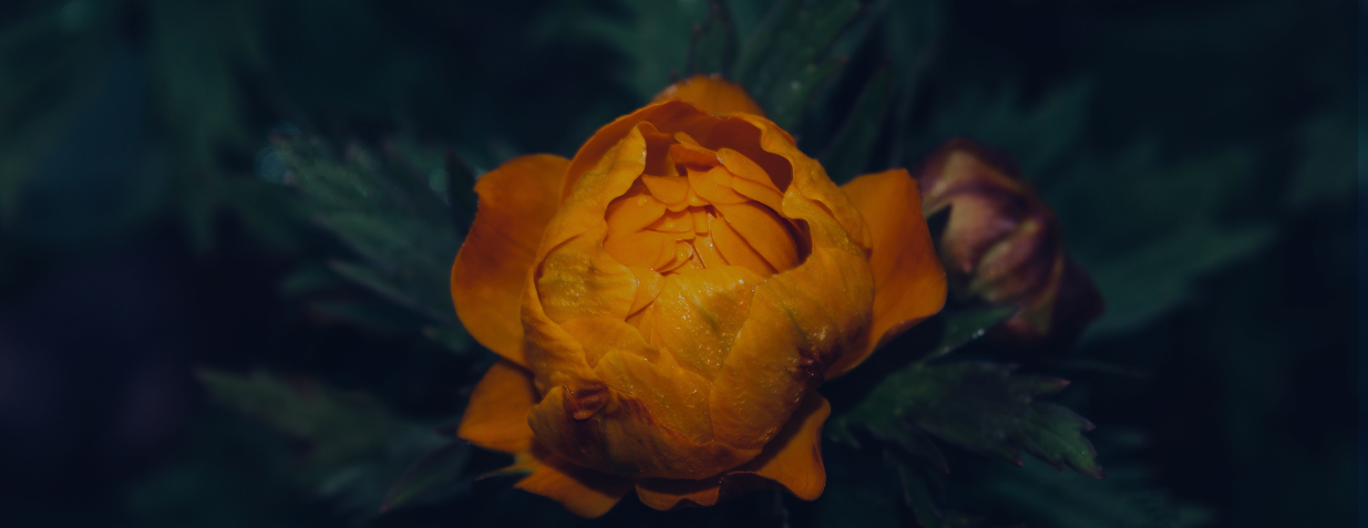 Product image for Strengthening the HEART: GRIEF & GRATITUDE