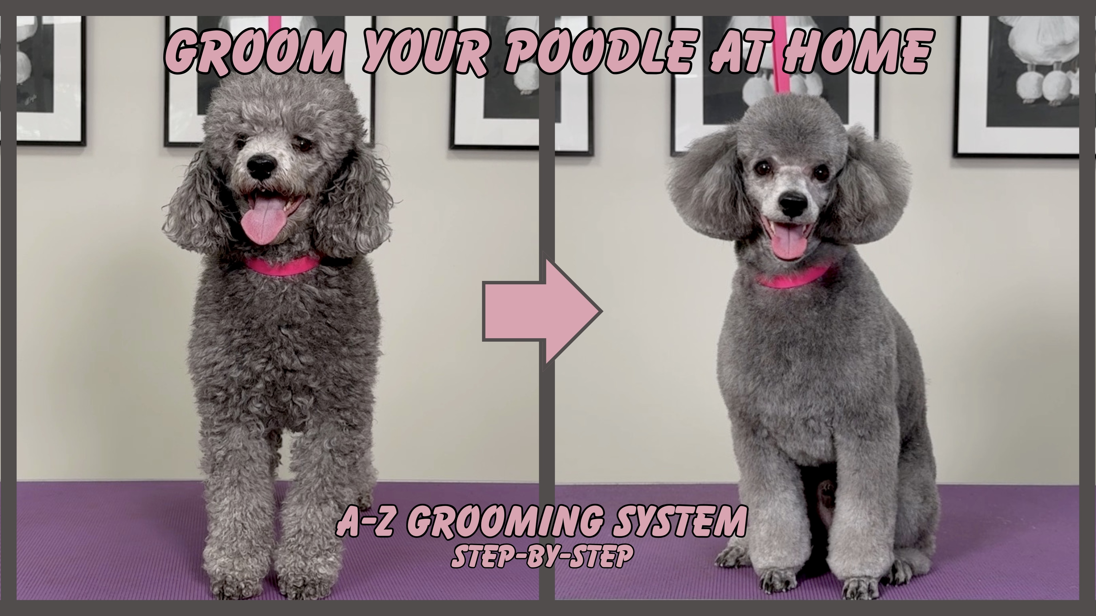 Product image for Groom Your Poodle At Home – A-Z Grooming System