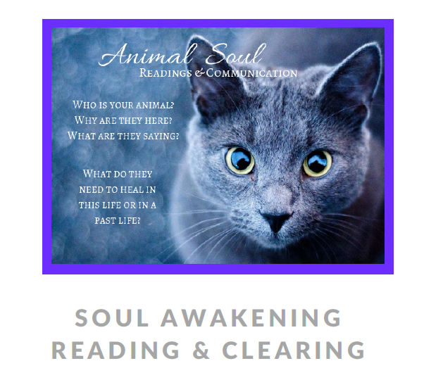 Product image for Animal Soul Awakening Booklet