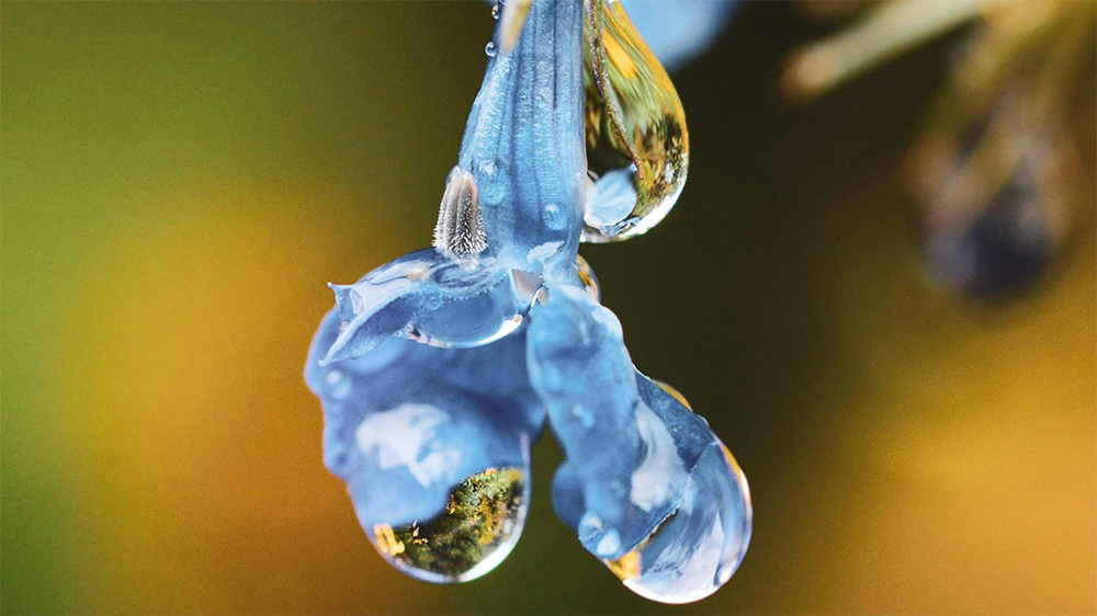A group of water droplets hanging to a blue flower, with the world reflected in them