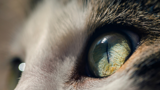 Essentials of Small Animal Ophthalmology