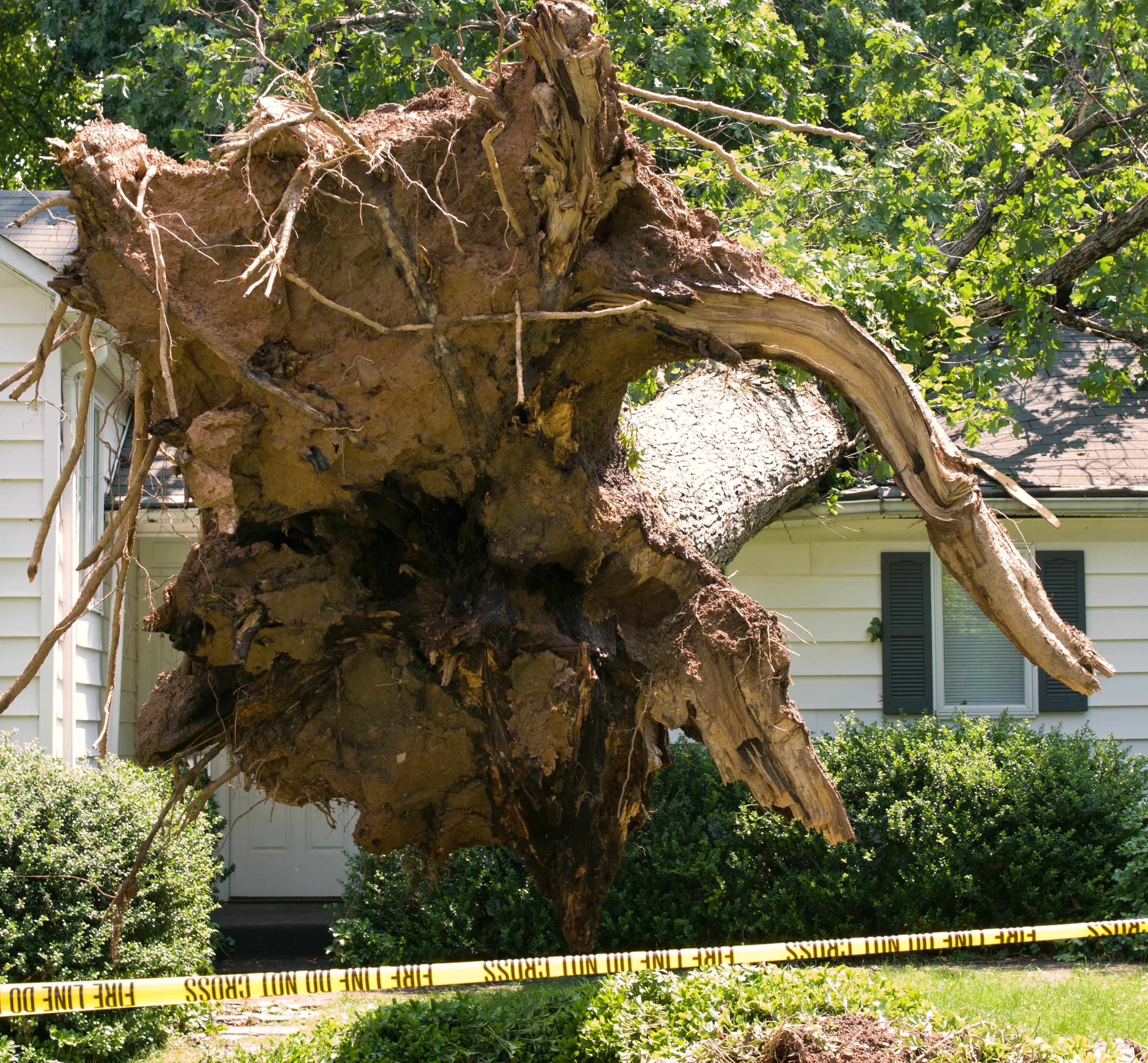 A massive tree has fallen on a little white house, The tree is leaning on the house with its giant root ball exposed. This is the type of situation a Public Adjuster would be called on to deal with.