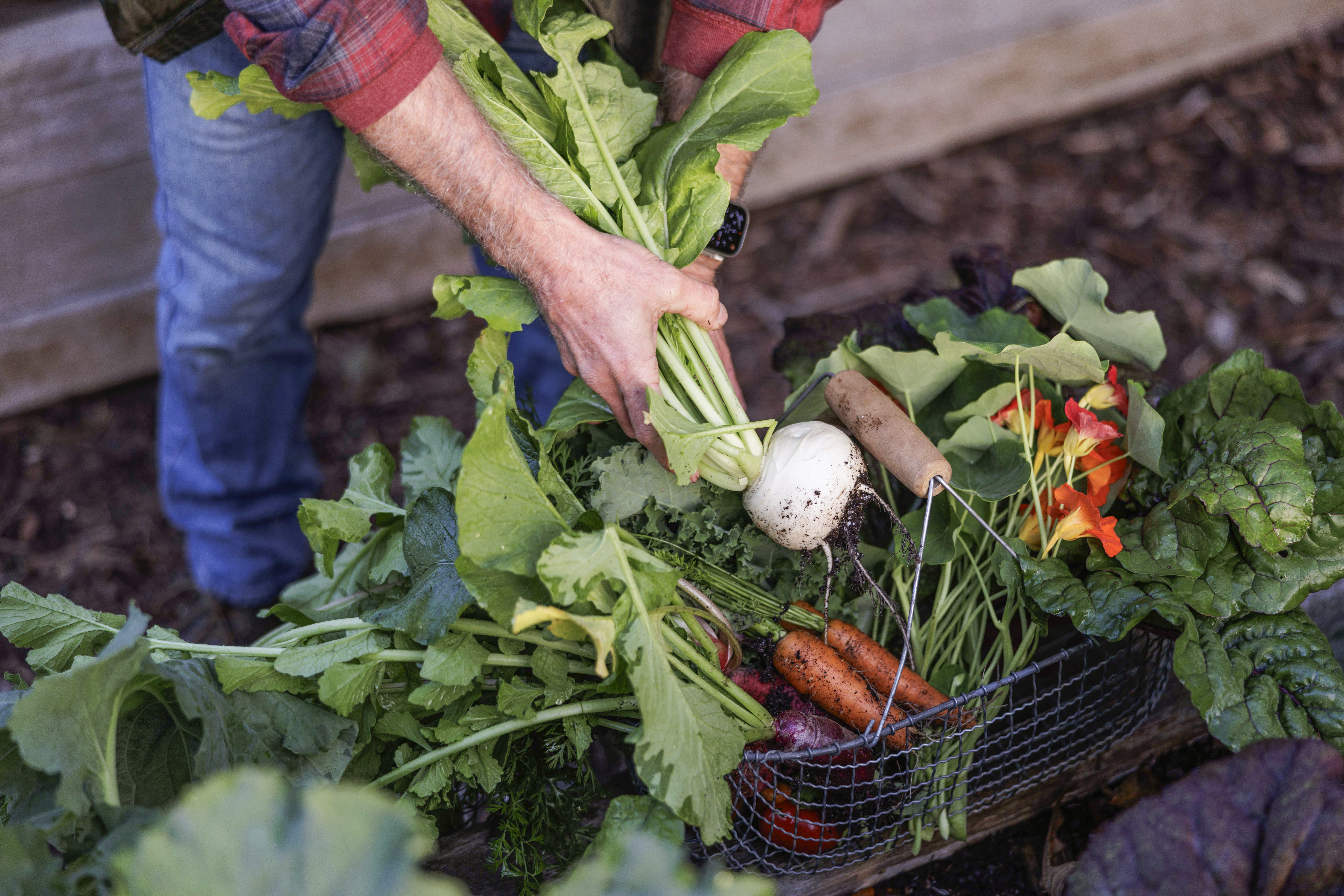 Product image for Fall Gardening Masterclass