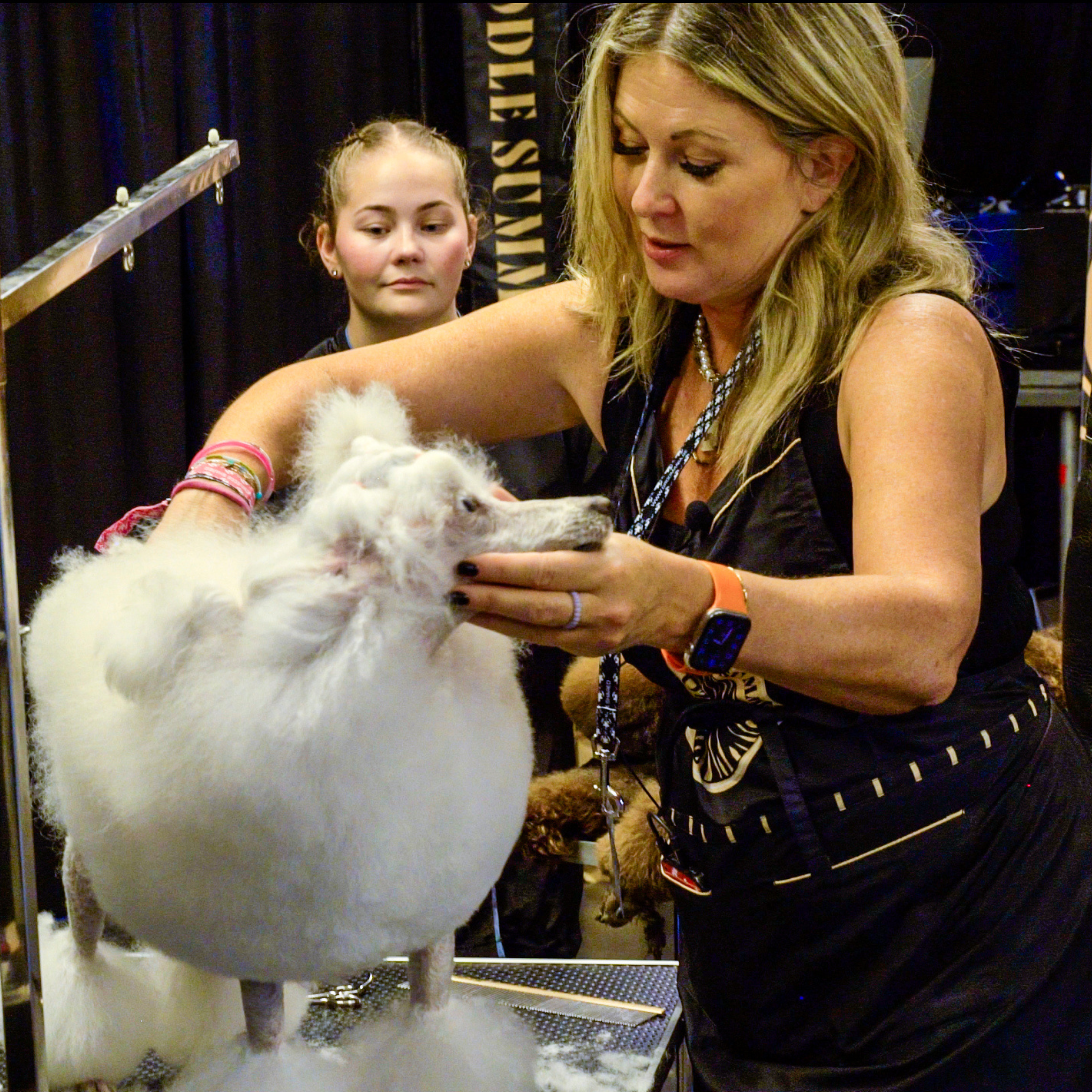 Allison Alexander trimmingna white Miniature Poodle