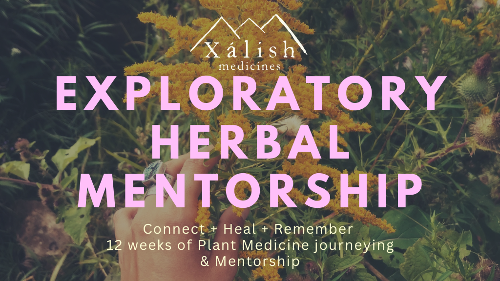 Product image for Exploratory Herbal Mentorship Fall 2026