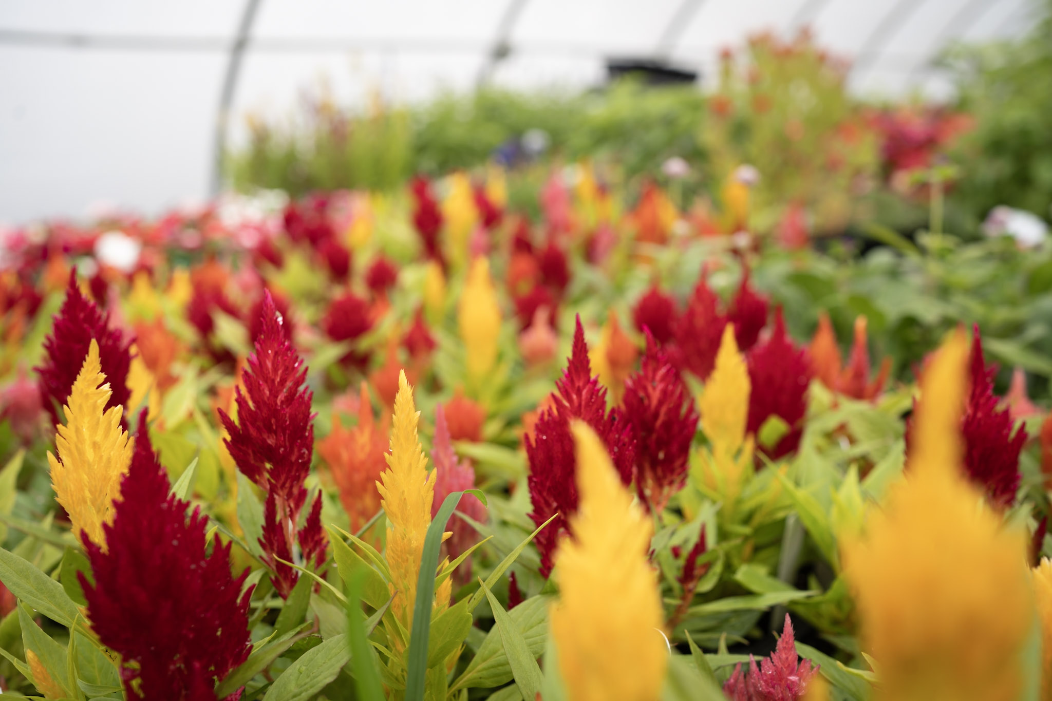 Product image for Transitioning Specialty Crop Operations