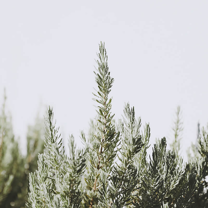 Product image for CONSCIOUS LIVING: 21 Days to a Mindful and Purposeful Life