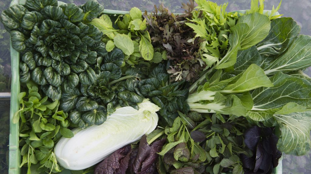 Product image for CHE CAVOLI CUCINO? Cavolo cinese, pakchoi, crescione
