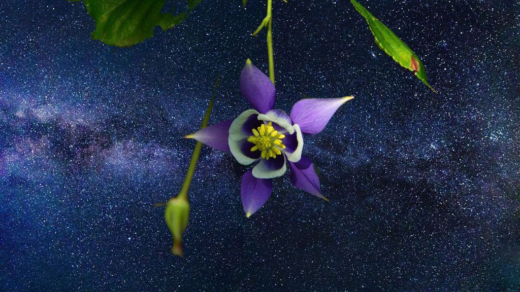 Product image for Astrology for Herbalists - Module 1, Level 1