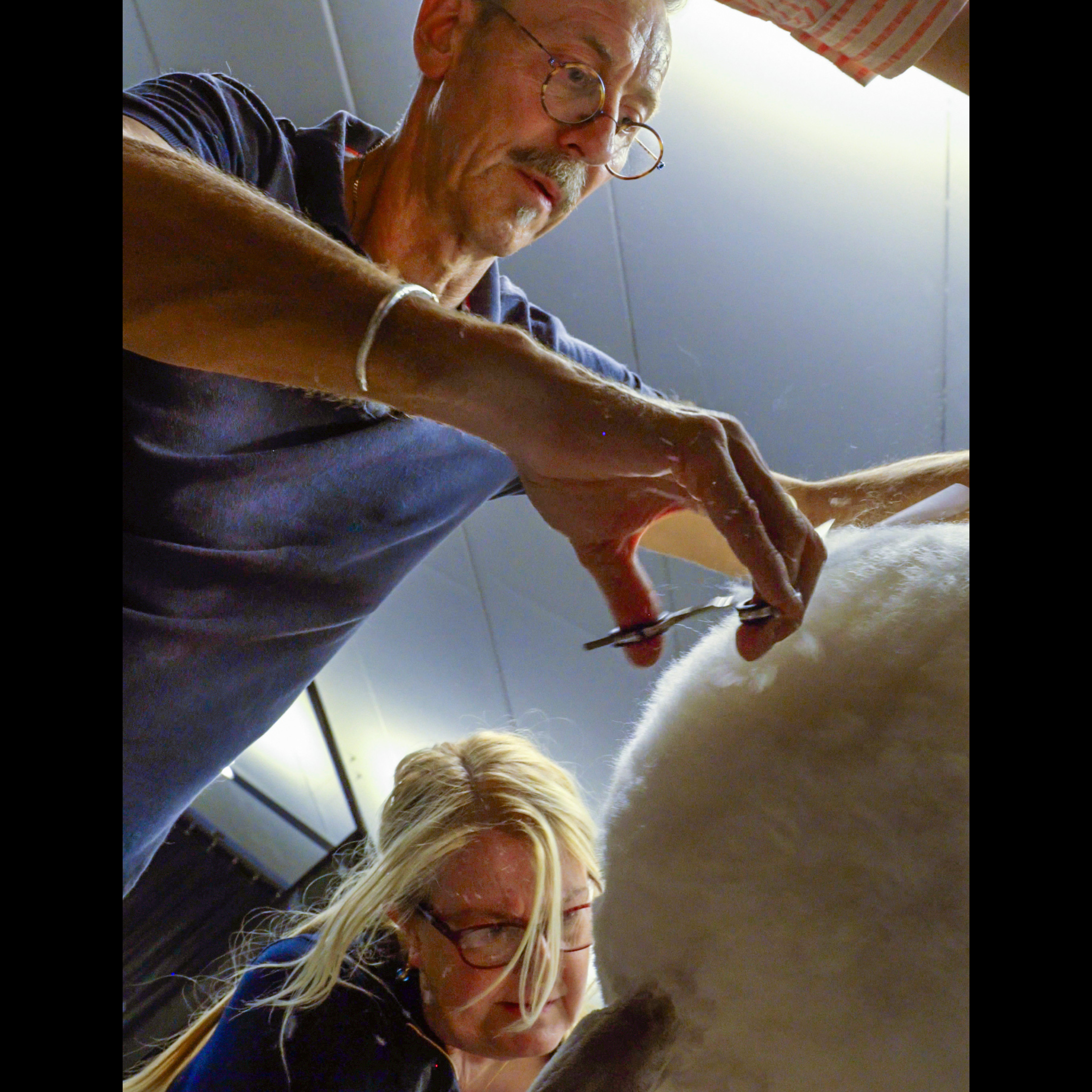 Michael Gadsby and Maud Nilsson trimming white Standard Poodle