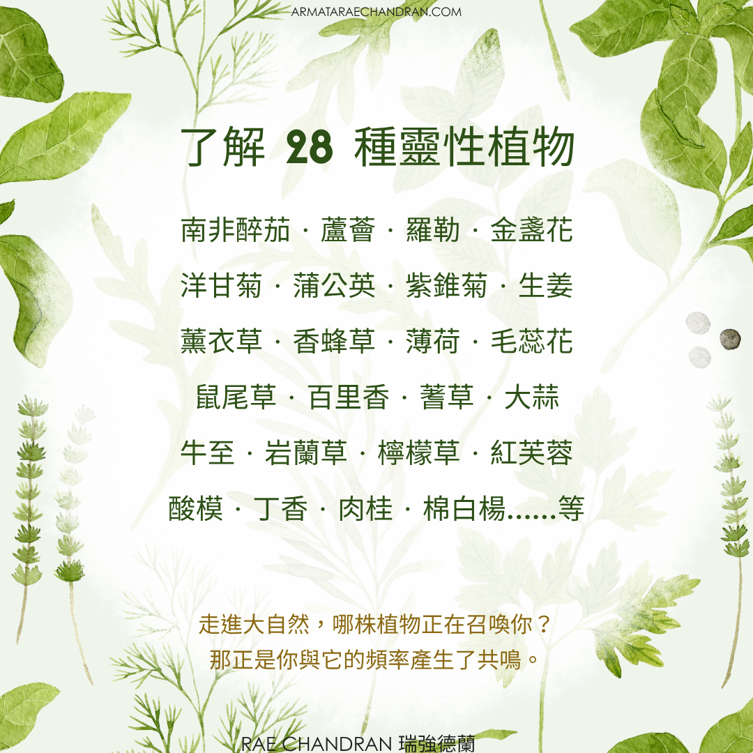 Star Consciousness, 星際意識, DNA, ARMATA Rae Chandran, Rae, 阿爾瑪他, 瑞, 強德蘭新年,傳訊,,課程, New Year Eve, Channeling, surrender, 臣服, Rae Chandran, 瑞強德蘭