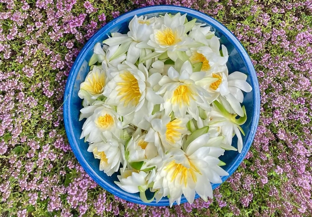 Product image for The Medicine of Water Lily and Blue Lotus with Sarah Anne Lawless