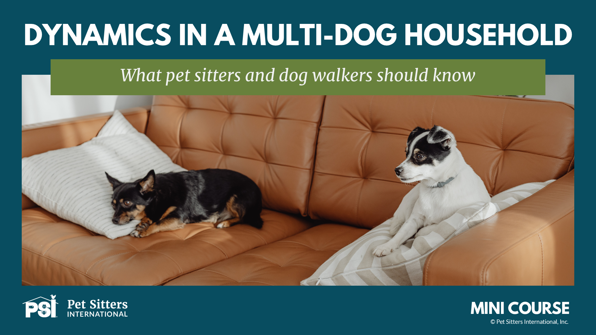 Product image for PSI Mini Course: Dynamics in a Multi-Dog Household