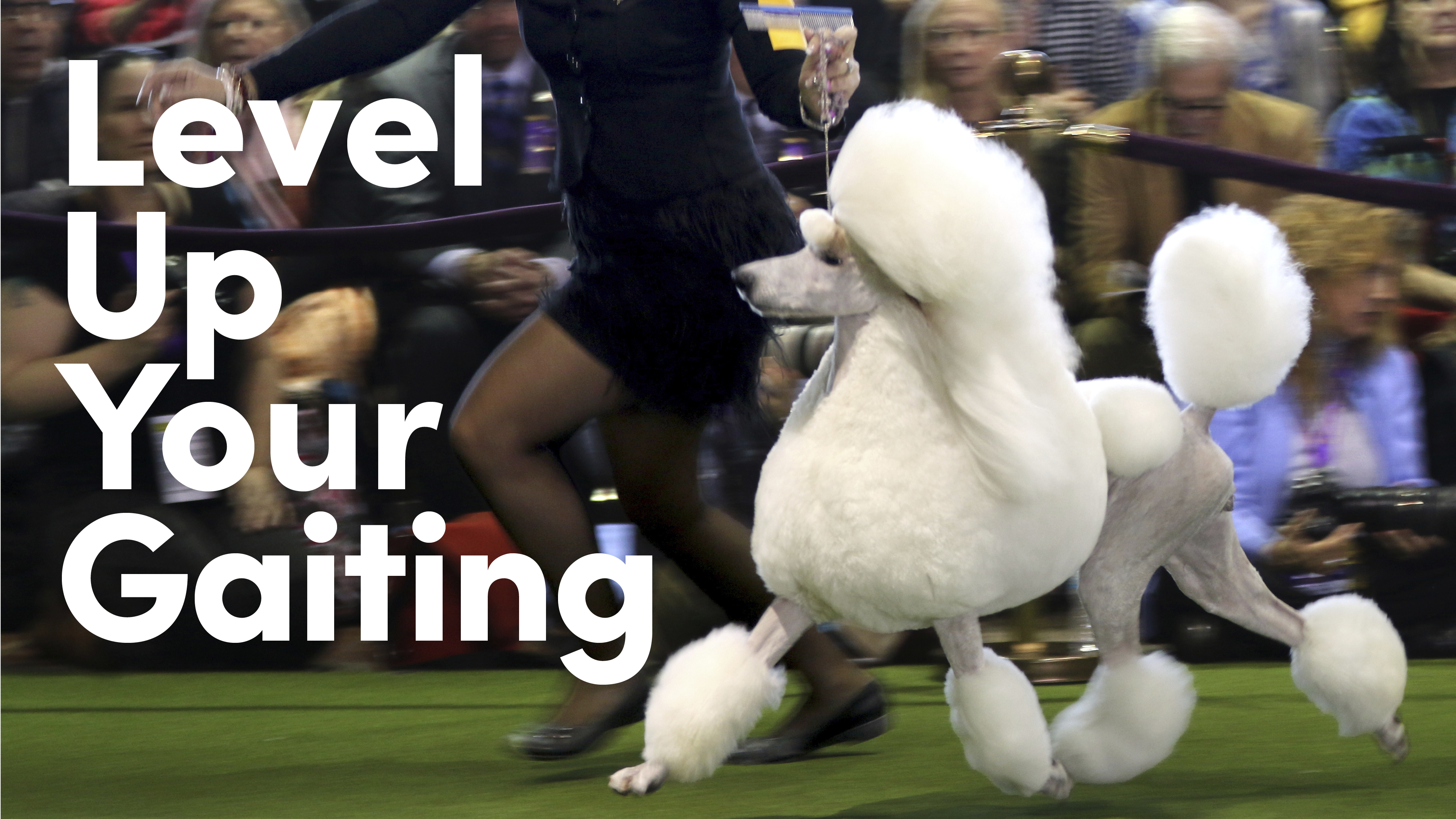 Product image for Level Up Your Gaiting