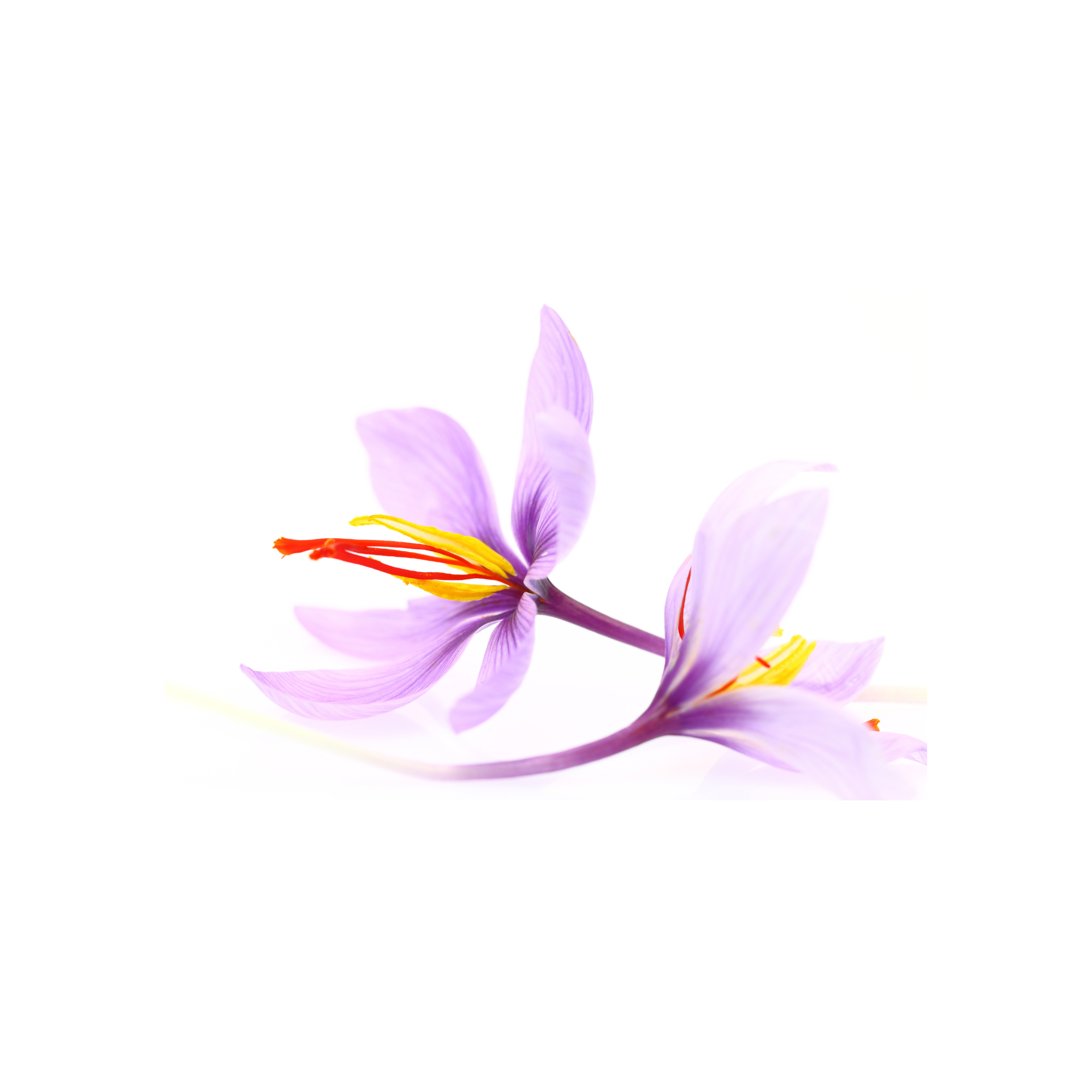 Product image for Beyond Trauma: Hypnotherapy for PTSD and CPTSD Training