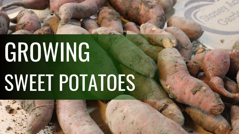 Product image for Growing Sweet Potatoes