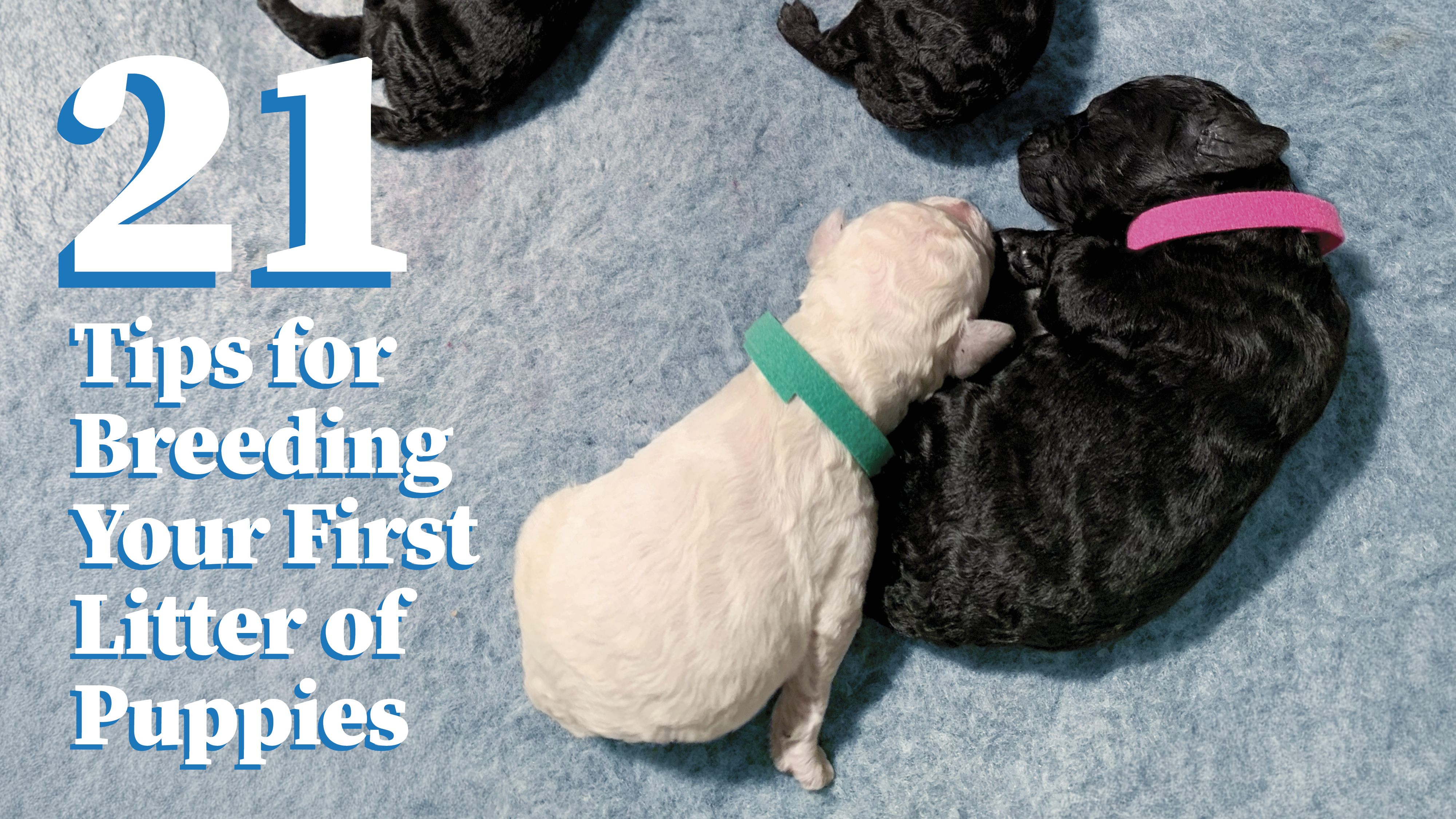Product image for 21 Tips For Breeding Your First Litter
