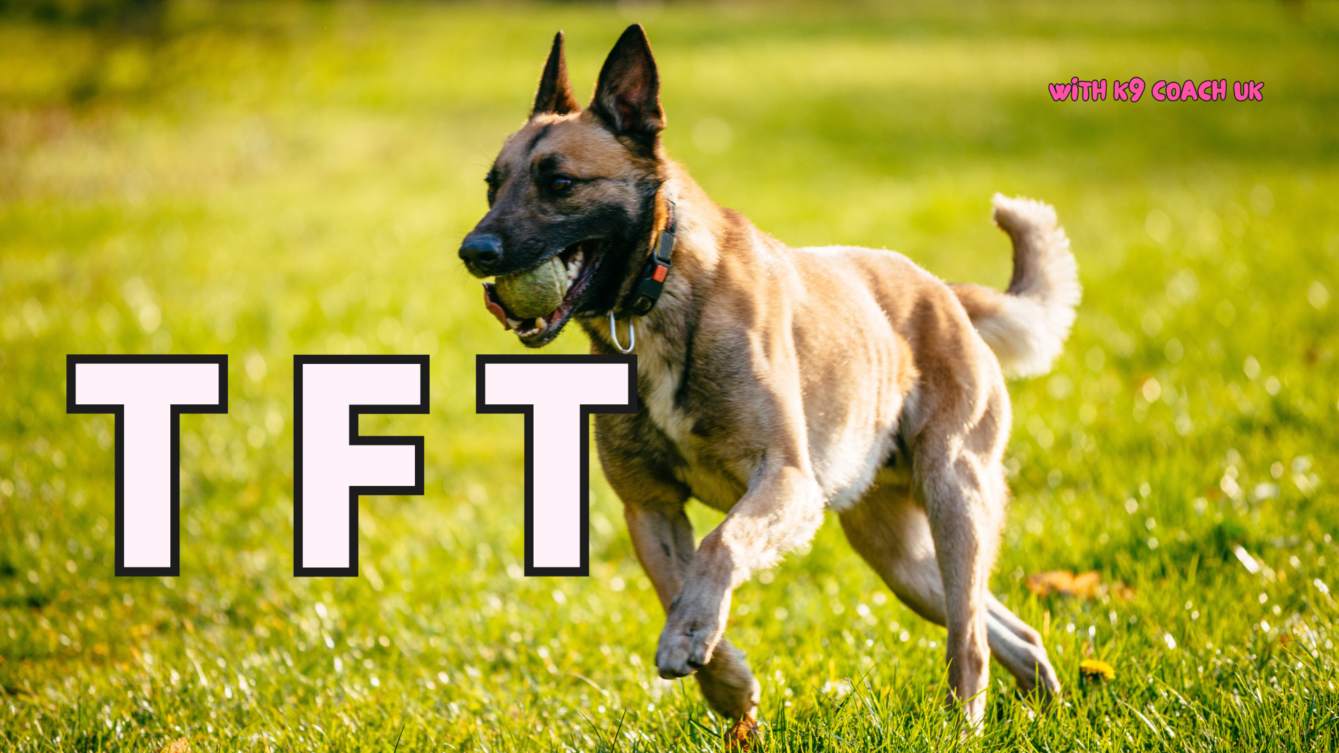 Product image for Techniques For Trainers™️ - LIVE W K9 COACH!