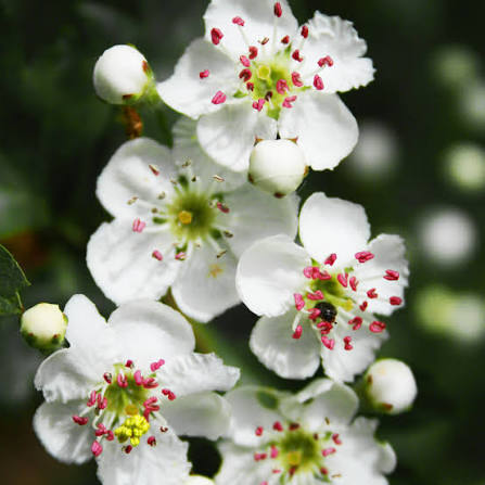 Product image for Botanical Medicine for the CardioVascular System