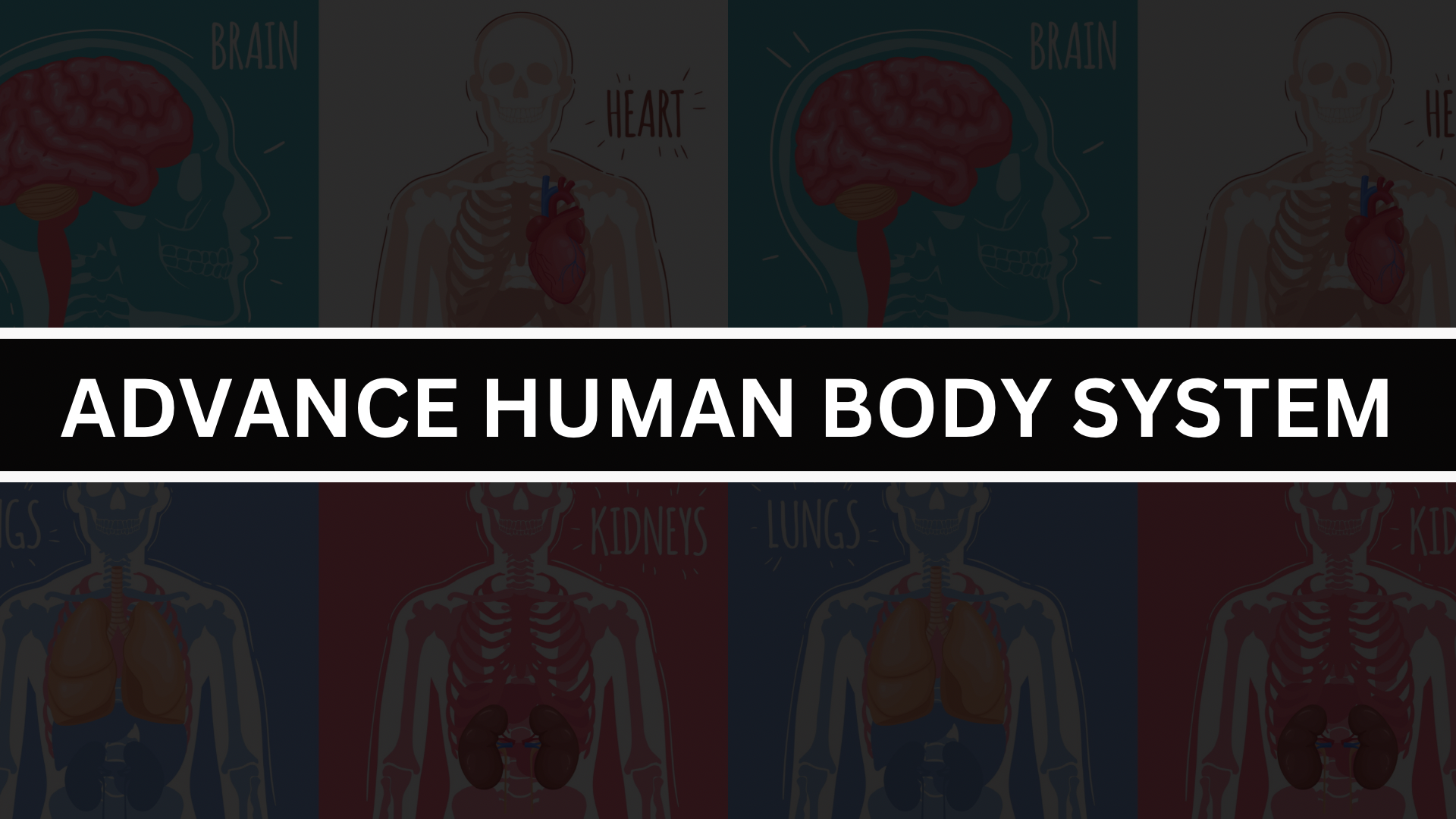 Product image for Advance Human Body System