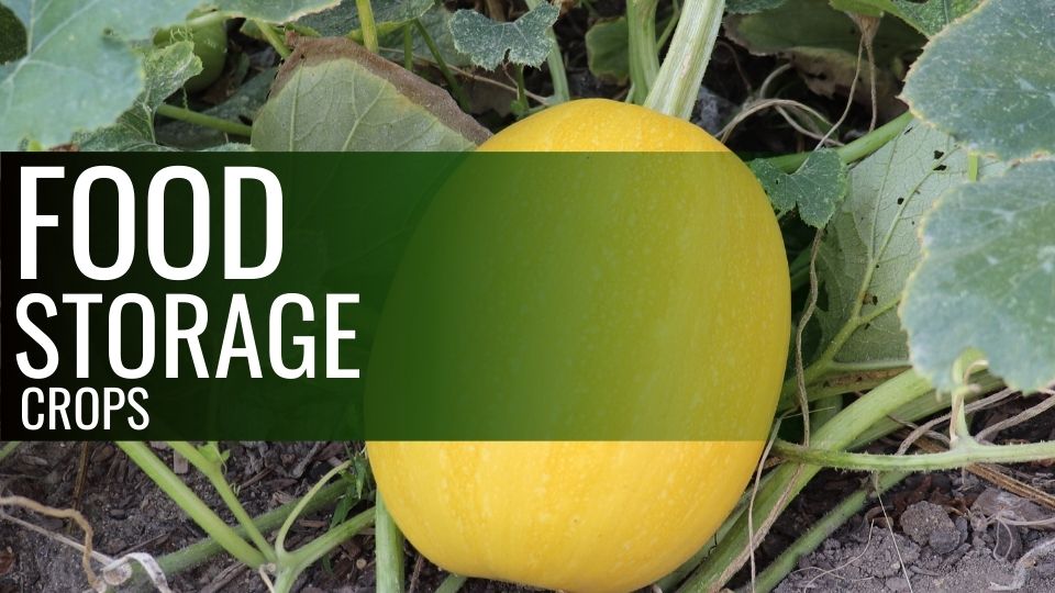 5 garden crops for food storage | Online Gardening School