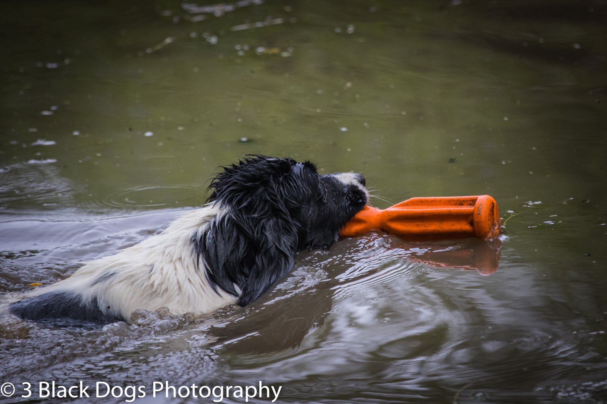 Product image for Level Four Gundog Advanced