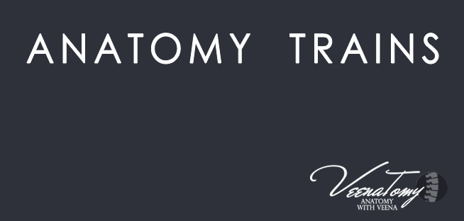Product image for ANATOMY TRAINS [ 근막경선 ]