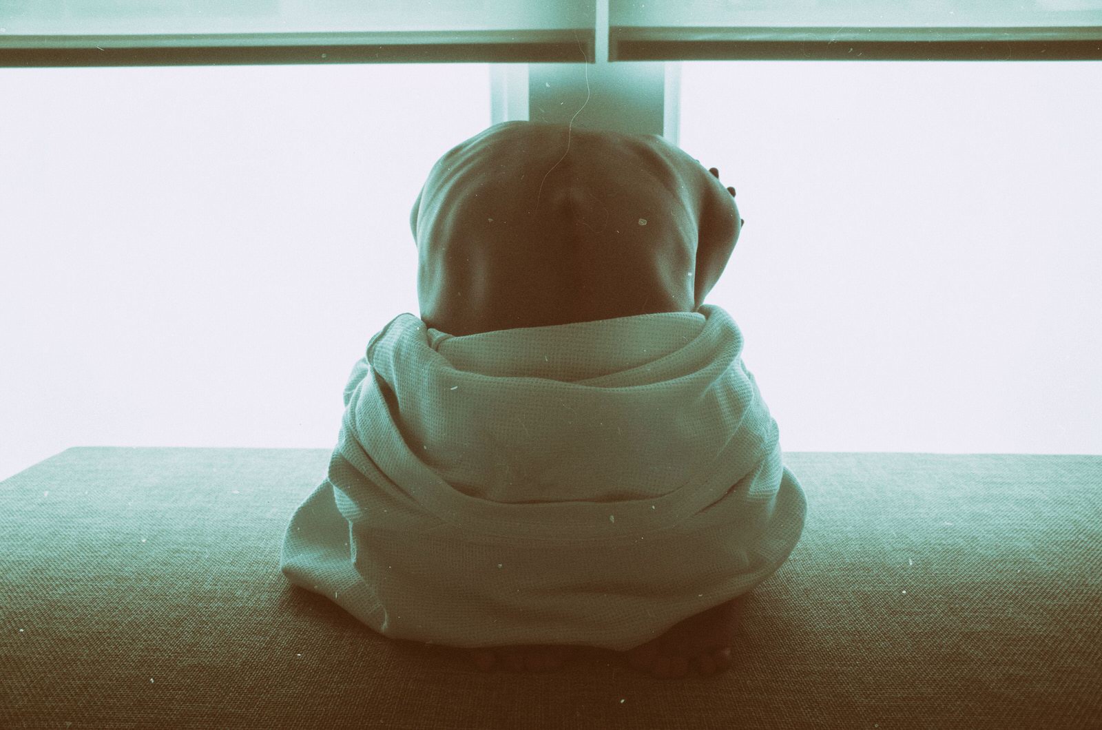 Product image for Trauma, Developmental Disruption, and Attachment