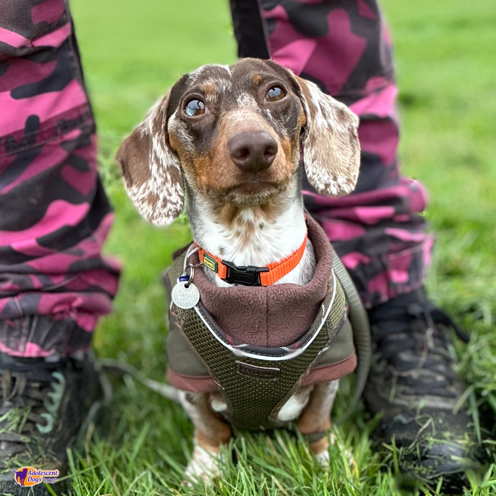 Online Academy VIP | Adolescent Dogs Online Academy