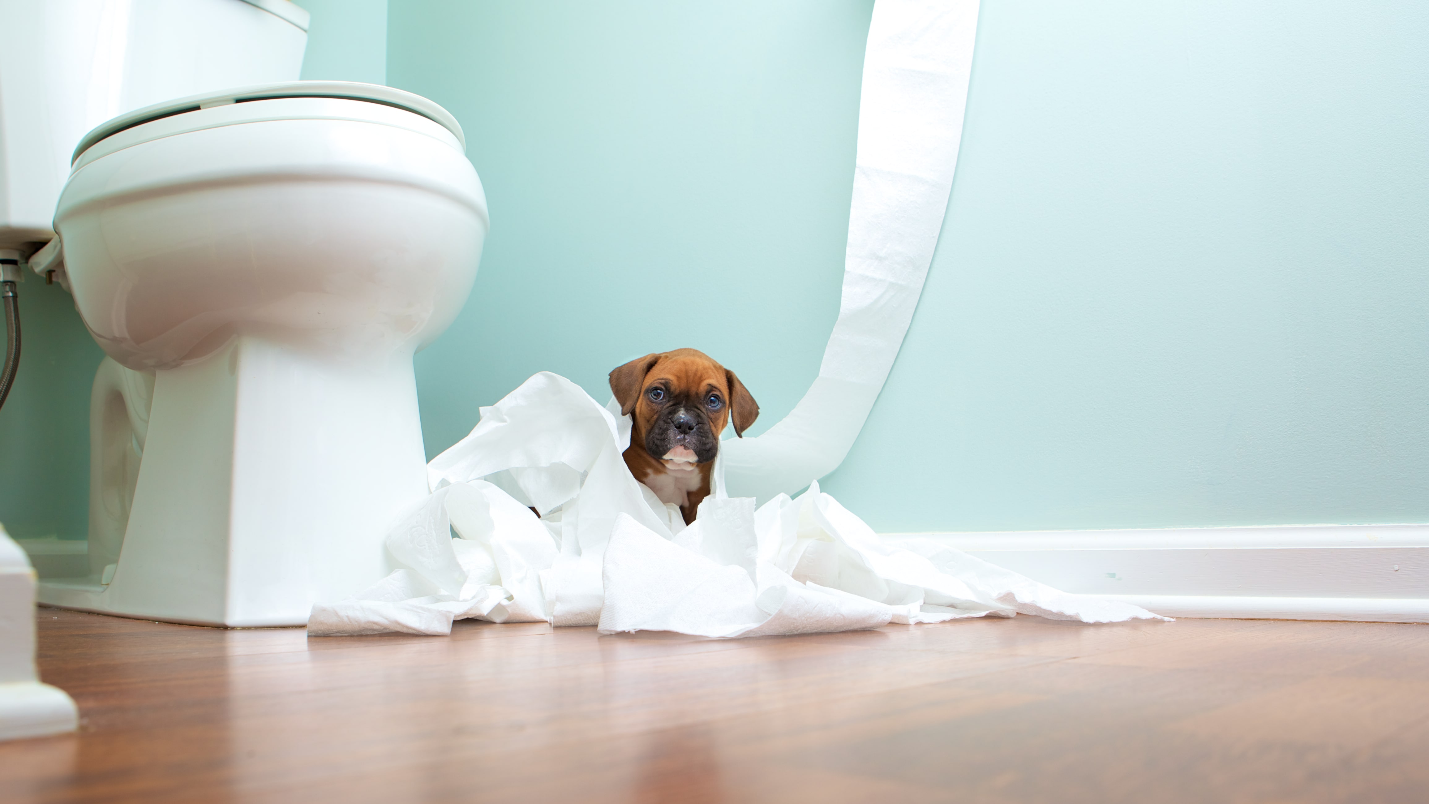 Product image for Potty Training